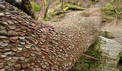 درختانی با تنه ای از سکه را در در انگلیس جستجو کنید
